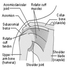 Rotator cuff related shoulder pain diagram